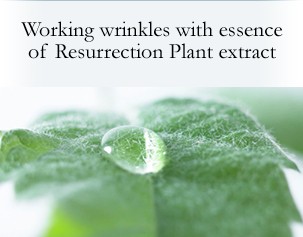 Working wrinkles with essence of Resurrection Plant extract
